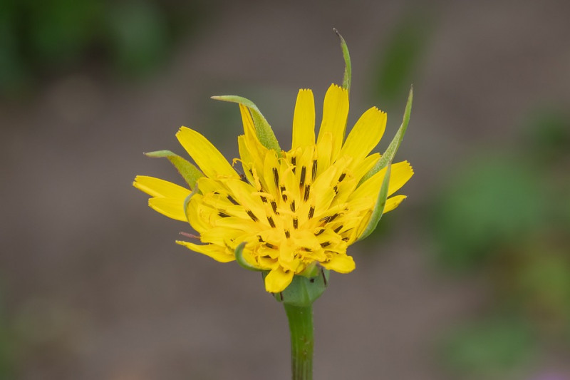 Gele Morgenster-Tragopogon pratensis-waarneming-welk-insect-trekt-de-plant-aan